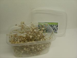 小さな白い自然の花 (1) - ウインドウを閉じる